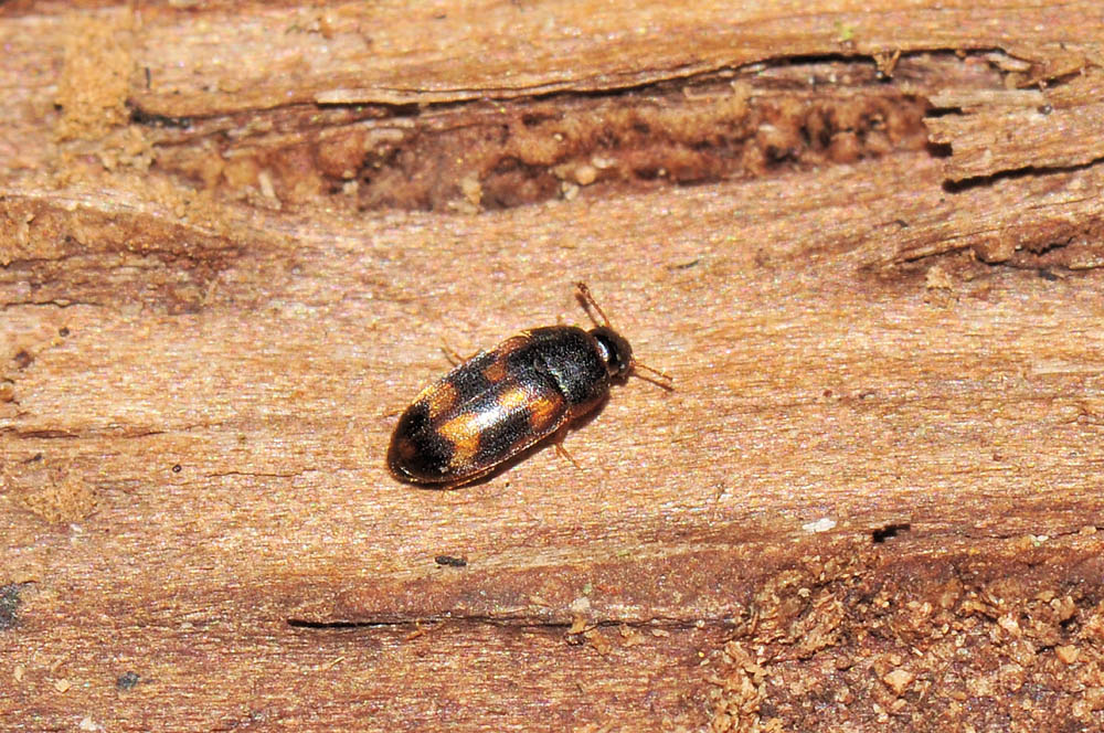 Litargus connexus - (Mycetophagidae)